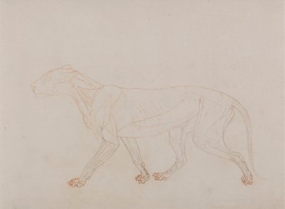 虎の体、横から見た図 (解剖の第 3 段階を示しています) 作： George Stubbs
