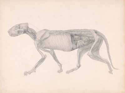 トラの側面図（未発表の表の研究、解剖の後期段階を示しています） 作： George Stubbs