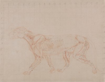 虎の体、側面図 (より深い筋肉を示す解剖の第 4 段階の研究) 作： George Stubbs