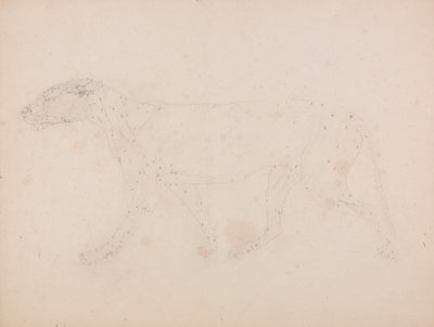 Corpo do Tigre, Vista Lateral (Estudo dos músculos para a figura-chave da Tabela IX) 作： George Stubbs