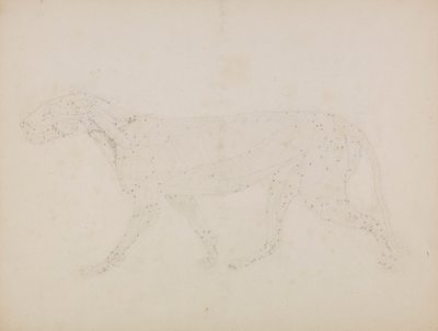 Tiger Body, sivunäkymä (Tutkimus lihasten ylemmistä kerroksista ja niiden verenkierrosta valmisteltu taulukon XIV avainhahmolle) 作： George Stubbs