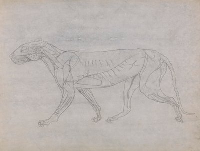 Corpo do Tigre, Vista Lateral 作： George Stubbs