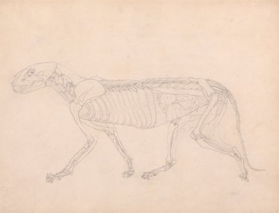 虎の体、側面図 作： George Stubbs