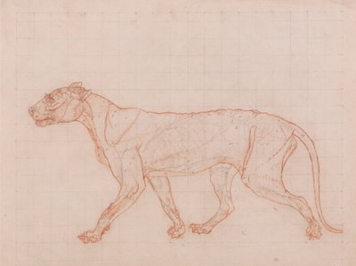 虎の体、側面図 作： George Stubbs