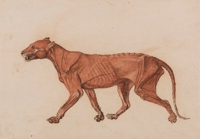 虎の体、側面図 作： George Stubbs