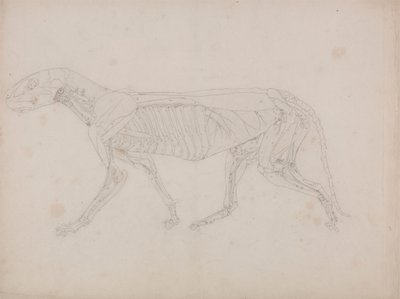 Corpo do Tigre, Vista Lateral 作： George Stubbs