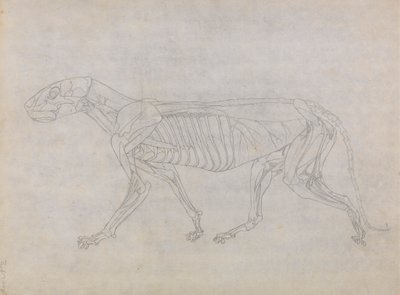 虎の体、側面図 作： George Stubbs