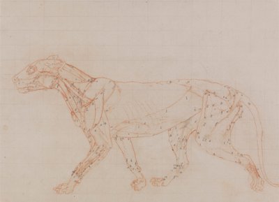 虎の体側面図（解剖の第3段階で露出した筋肉の研究） 作： George Stubbs