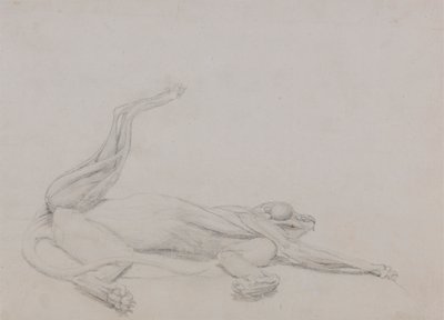 タイガー ボディ、リカンベント、腹側から見た 作： George Stubbs