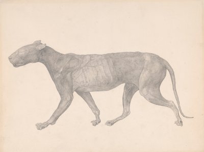 虎、横から見たもの、皮膚と組織を取り除いたもの (表 IX の研究終了) 作： George Stubbs