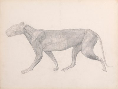 筋肉の上にある結合組織が除去されたトラの側面図 (表 XIV の完成した研究) 作： George Stubbs