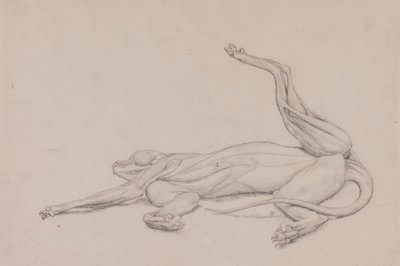 トラ, 横たわっている, 腹側から見た 作： George Stubbs
