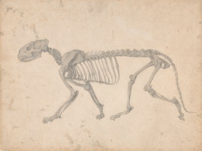 トラの骨格、横から見た図 (表 IV の完成した研究) 作： George Stubbs