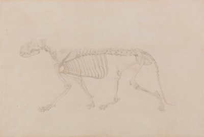 トラの骨格、横から見た図 (表 IV の完成度の高い研究) 作： George Stubbs