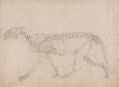 虎の骨格、側面図 (おそらく骨格のマスター スタディ) 作： George Stubbs