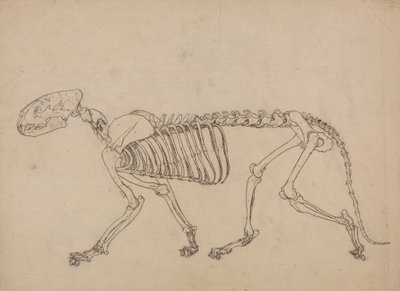 トラの骨格、横から見た図 (表 IV のキー フィギュアのスタディ) 作： George Stubbs