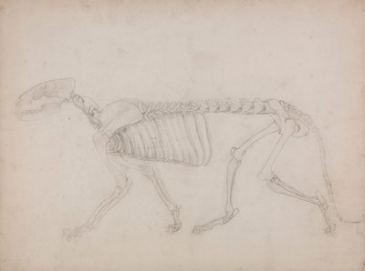 虎の骨格、側面図 作： George Stubbs
