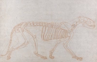 虎の骨格、側面図 作： George Stubbs