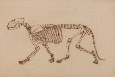 虎の骨格、側面図 作： George Stubbs