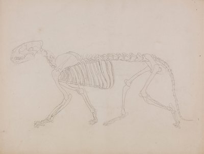 虎の骨格、側面図 作： George Stubbs