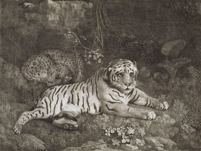 アーティスト、パブによって刻まれた2つのタイガー。 1788年（エッチング） 作： George Stubbs