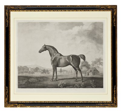 アメリカナデシコ（点刻） 作： George Townley Stubbs