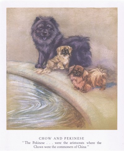 チャウとペキニーズ（カラーリトグラフ） 作： George Vernon Stokes