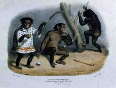 リージェンツ・パークの動物園にいるチンパンジーまたはアフリカのオランウータン、画家が彫って出版し、チャールズ・ハルマンデル（1789-1850）が印刷したもの。 作： George the Elder Scharf