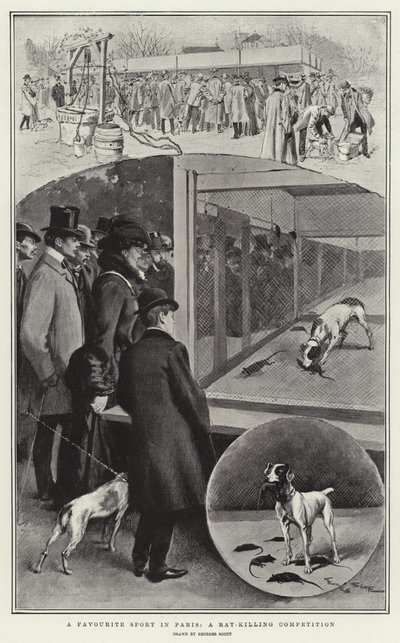 パリで人気のスポーツ、ラットを殺す競技 作： Georges Bertin Scott