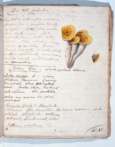 真菌の種のイラスト、アーティストによる &39;Diarium Botanicum&39;から1786（紙とペンとインクとトイレ） 作： Georges Cuvier
