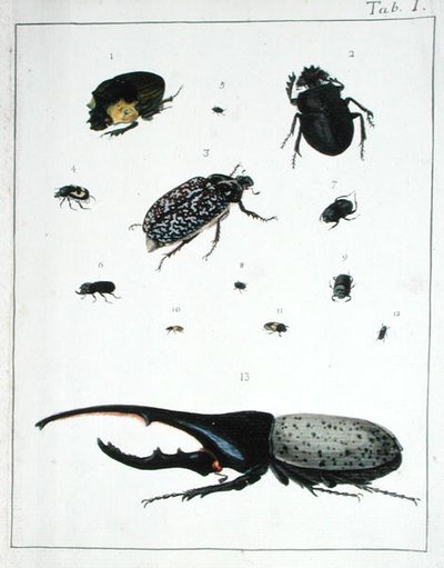 様々なカブトムシ、「Diarium Zoologicum」のプレートI 作： Georges Cuvier