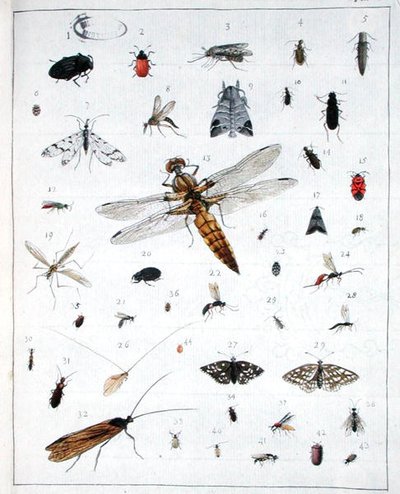 様々な昆虫、「Diarium Zoologicum」のプレートIII 作： Georges Cuvier