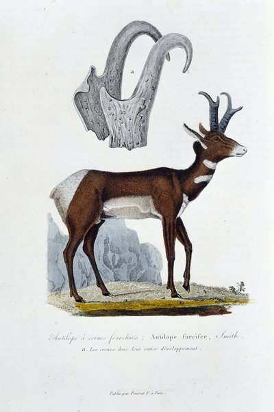 自然史板。スカンクアンテロープ；Furcifer Antelope, Smithを表す動物学的ボード。 a. 発育全体の角 - 博物学者Georges Louis Leclerc, Count of Buffon (1707 - 1788)の『ビュフォン全集』に掲載。エングレーヴィング f 作： Georges Louis Leclerc