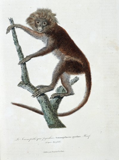 博物学プレート。博物学者ビュフォン伯爵ジョルジュ・ルイ・ルクレール（1707〜1788）の「ビュフォン全集」に掲載されているSemnopitheque pyrrhus（Semnopithecus pyrrhus）（Horsfieldより）を描いた動物学プレート。1837年に描かれたもの。 作： Georges Louis Leclerc