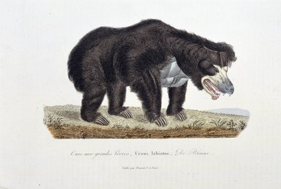 博物図版。ブッフォン伯爵ジョルジュ・ルイ・ルクレール（1707-1788）の『ブッフォン全集』に掲載されている「大きな唇の熊」（De Blaini）を描いた動物学プレート。1837年のエングレーヴィング。 作： Georges Louis Leclerc