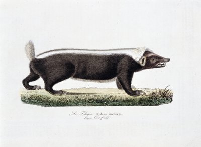 博物図譜。博物学者ビュフォン伯爵ジョルジュ・ルイ・ルクレール（1707-1788）の『ビュフォン全集』に掲載されているLe Telagon, Mydaus meliceps d