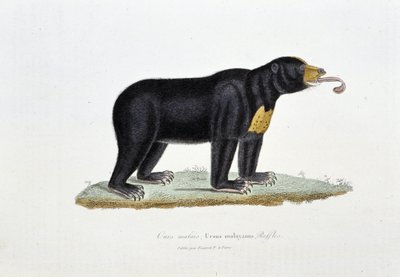 ナチュラルヒストリープレート。博物学者ビュフォン伯爵ジョルジュ・ルイ・ルクレール（1707〜1788）の『ビュフォンの著作』に登場するマレーグマ（Ursus malayanus）を描いた動物学的板。1837年のエングレーヴィング。 作： Georges Louis Leclerc