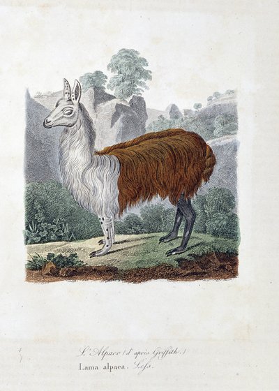 博物図譜。博物学者ビュフォン伯爵ジョルジュ・ルイ・ルクレール（1707-1788）の『ビュフォン全集』に掲載されている「アルパコ（グリフィスに倣って）」または「ラマ・アルパカ」を表現した動物学的板。1837年のエングレーヴィング。 作： Georges Louis Leclerc