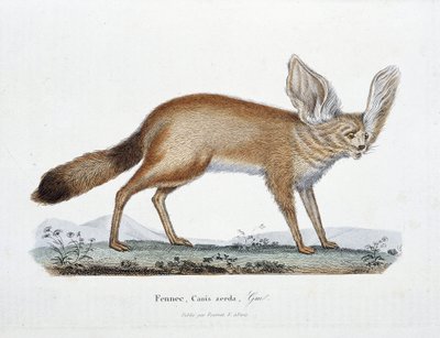 博物図譜。博物学者ビュフォン伯爵ジョルジュ・ルイ・ルクレール（1707-1788）の『ビュフォン全集』に掲載されているフェネック（犬）の動物学的板。1837年のエングレーヴィング。 作： Georges Louis Leclerc
