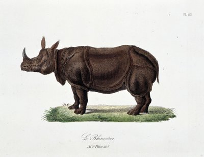 博物図譜。博物学者ビュフォン伯爵ジョルジュ・ルイ・ルクレール（1707-1788）の『ビュフォンの完成品』に掲載されている「犀」を表す動物学の板。1837年のエングレーヴィング。 作： Georges Louis Leclerc