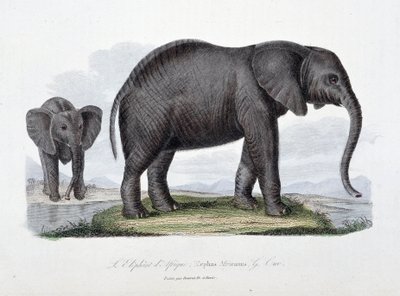 博物図版。博物学者ビュフォン伯爵ジョルジュ・ルイ・ルクレール（1707-1788）の『ビュフォン全集』に掲載されているアフリカゾウ（Elephas Africanus）の動物園板。1837年のエングレーヴィング。 作： Georges Louis Leclerc