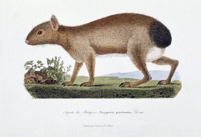 博物図譜。博物学者ビュフォン伯爵ジョルジュ・ルイ・ルクレール（1707-1788）の『ビュフォン全集』に掲載されている「パタゴン・アグーチ（Dasyprocta patachonica）」を表現した動物図鑑。1837年のエングレーヴィング。 作： Georges Louis Leclerc