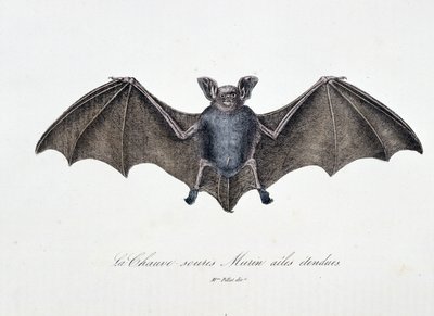 博物図譜。ビュフォン伯爵ジョルジュ・ルイ・ルクレール（1707-1788）の『ビュフォン全集』に掲載されている、翼を広げたコウモリ「ムリン」を表す動物学的板。1837年のエングレーヴィング。 作： Georges Louis Leclerc