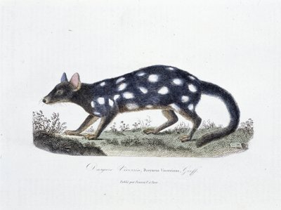 博物図譜。博物学者ビュフォン伯爵ジョルジュ・ルイ・ルクレール（1707-1788）の『ビュフォン全集』に掲載されているダシュール・ヴィベルリン（Dasyurus Viverrinus）の動物学的板。1837年のエングレーヴィング。 作： Georges Louis Leclerc
