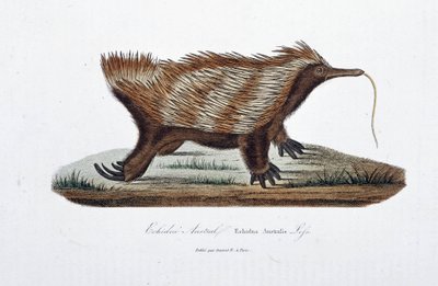 自然史のプレート。Echidne Australis (エキドナ・アウストラリス)を表現した動物学的な板 - 博物学者Georges Louis Leclerc, Count of Buffon (1707 - 1788)の『ビュフォン全集』に掲載。1837年のエングレーヴィング。 作： Georges Louis Leclerc