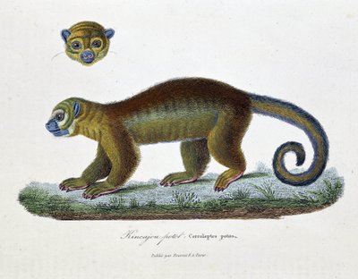 博物図譜。博物学者ビュフォン伯爵ジョルジュ・ルイ・ルクレール（1707-1788）の『ビュフォン全集』に掲載されているキンカジュー・ポト（Cercoleptes potos）の動物学的板。1837年のエングレーヴィング。 作： Georges Louis Leclerc