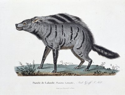 博物図譜。博物学者ビュフォン伯爵ジョルジュ・ルイ・ルクレール（1707-1788）の『ビュフォン全集』に掲載されている「Protele de Lalande, Proteles Lalandii」を表現した動物図鑑。1837年のエングレーヴィング。 作： Georges Louis Leclerc