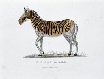 博物図譜。博物学者ビュフォン伯爵ジョルジュ・ルイ・ルクレール（1707-1788）の『ビュフォン全集』に掲載されたビュフォンのゼブル（Equus Burchellii）を表す動物学的板。1837年のエングレーヴィング。 作： Georges Louis Leclerc