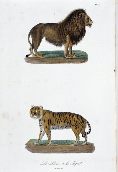 博物図譜。博物学者ビュフォン伯爵ジョルジュ・ルイ・ルクレール（1707-1788）の『ビュフォン全集』に掲載されたライオンとトラの動物学的板。1837年のエングレーヴィング。 作： Georges Louis Leclerc