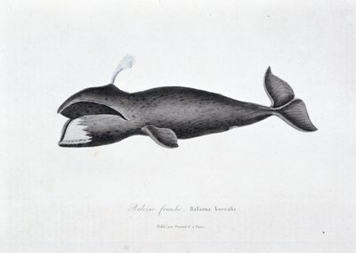 博物図譜。博物学者ビュフォン伯爵ジョルジュ・ルイ・ルクレール（1707-1788）の『ビュフォン著作集』に掲載されているセミクジラ（Balaena borealis）の動物学的ボード。1837年のエングレーヴィング。 作： Georges Louis Leclerc